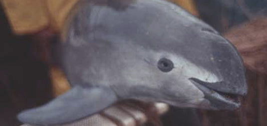Saltie Voice: The Vaquita Dolphin