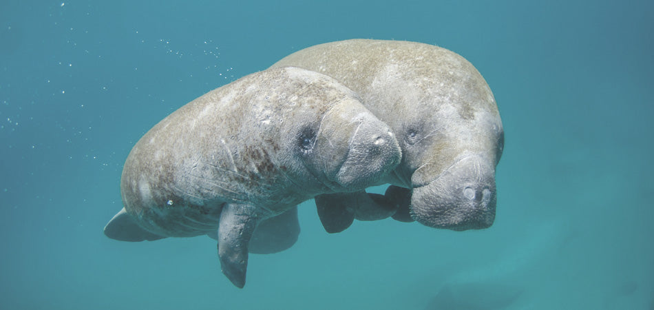 PLEASE PLEASE Helpsave The Dugong